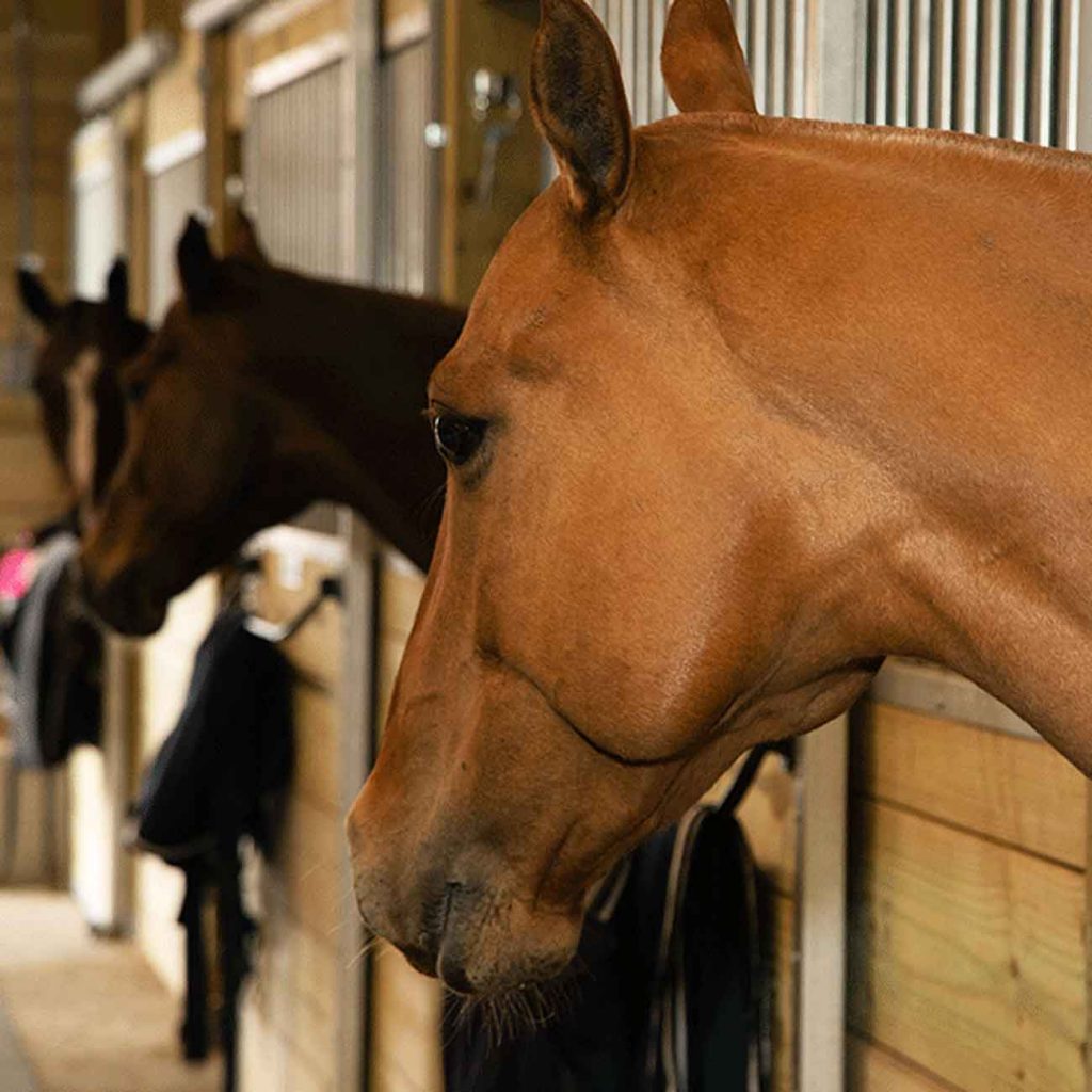 Equestrian Farmington Polo Club